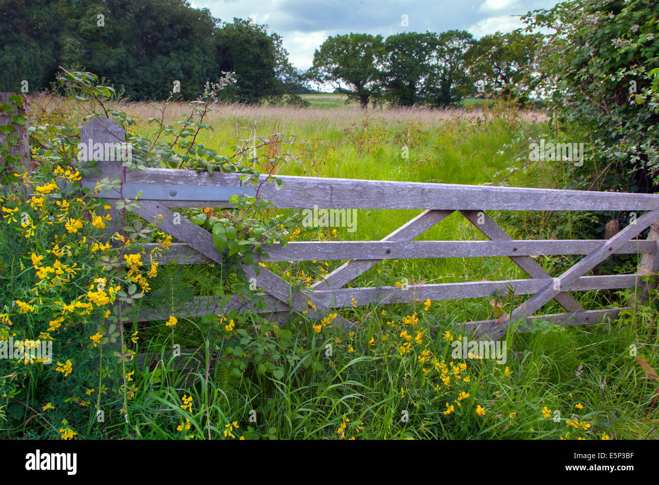 Fivebar farm gate overgrown with wild flowers Norfolk July Stock Photo