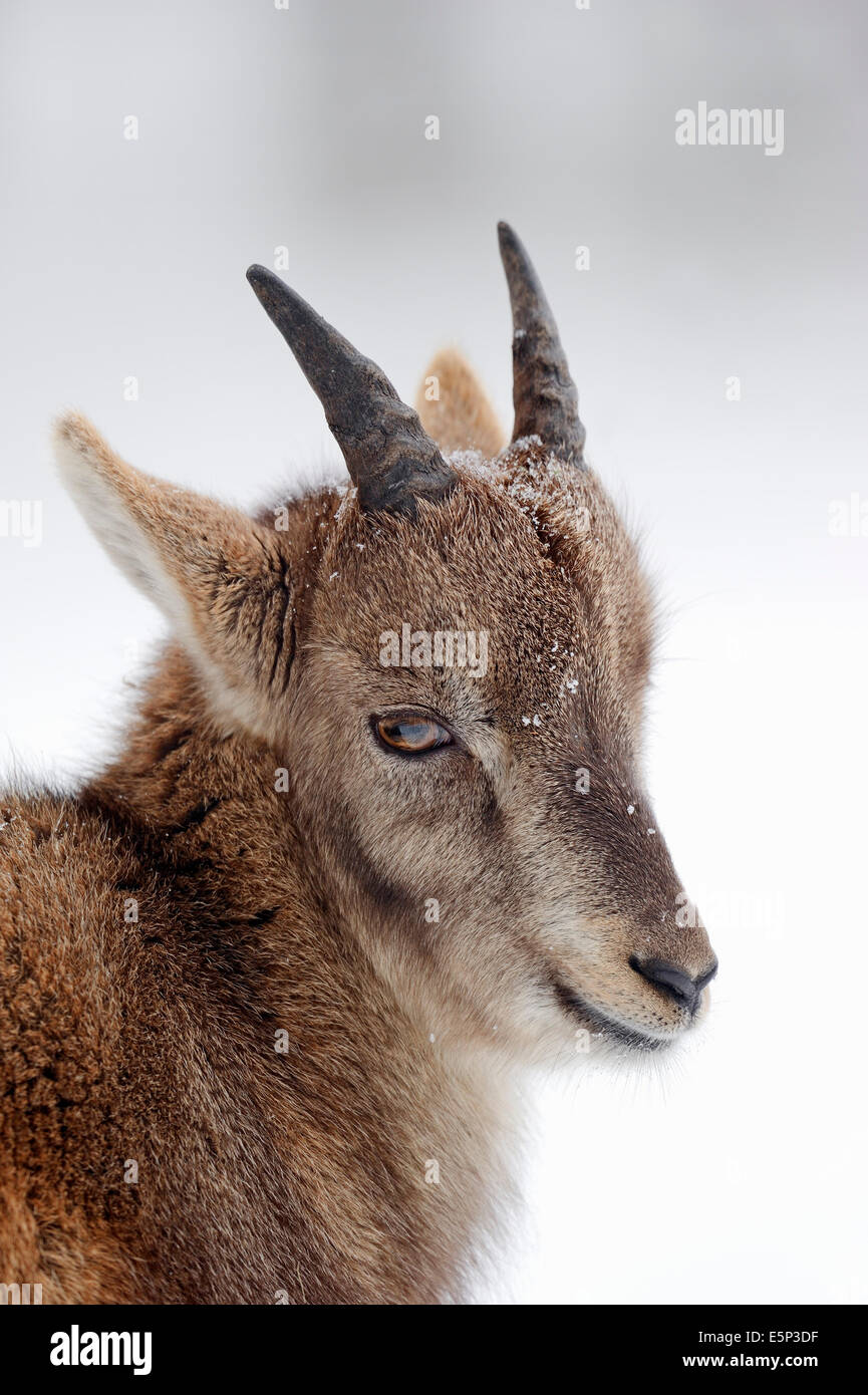 Alpine Ibex (Capra ibex), juvenile in winter Stock Photo