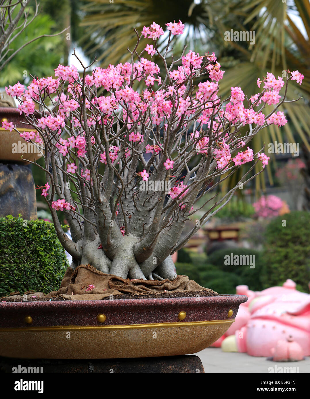 flowering unusual beautiful bonsai tree in a park Stock Photo