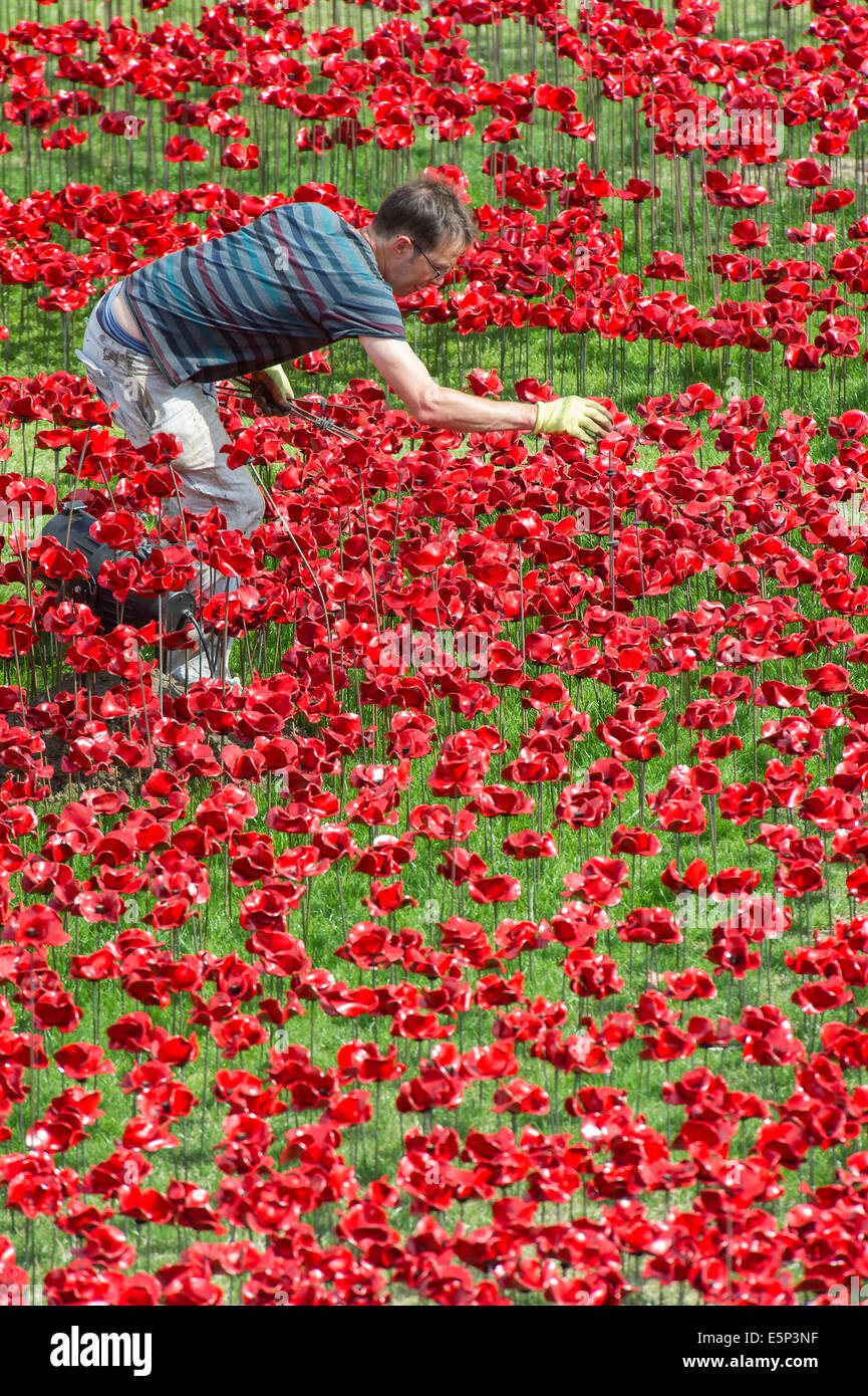 London, UK. 4th Aug, 2014. Blood Swept Lands and seas of red by Paul Cummins. Last minute preparations before the official opening tomorrow. Ceramic poppies form an artwork in the moat of the Tower of London to mark the centenary of the first world war. 04 Aug 2014. Credit:  Guy Bell/Alamy Live News Stock Photo
