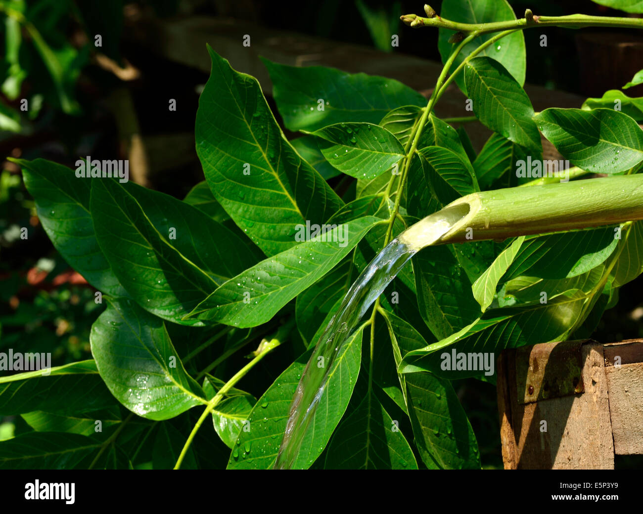 cane made ​​from wood natural fountain Stock Photo