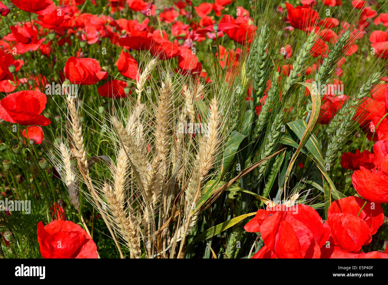 Red poppies in the middle of dry and green wheat ears Stock Photo - Alamy