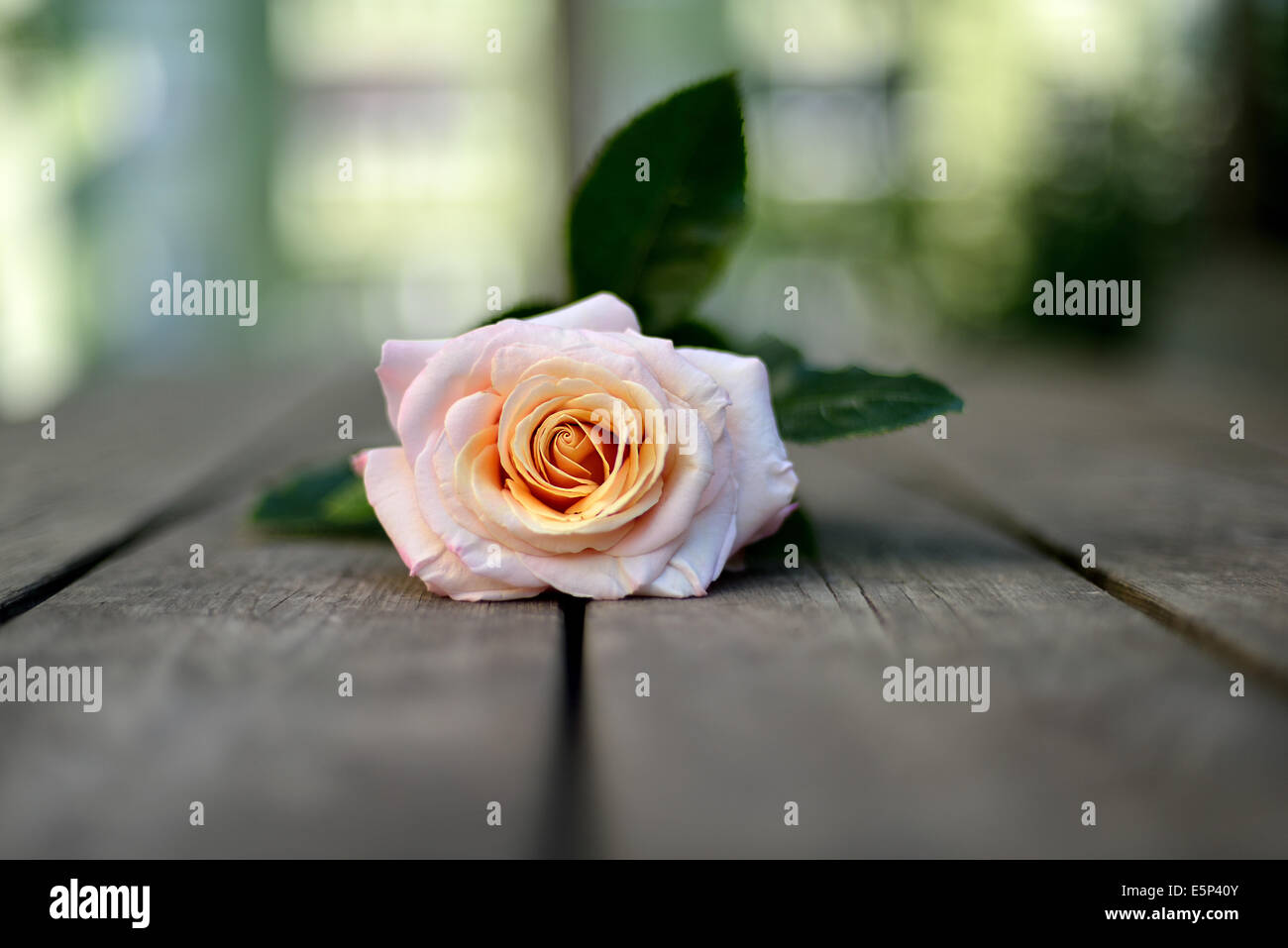 branch of roses and raindrops Stock Photo