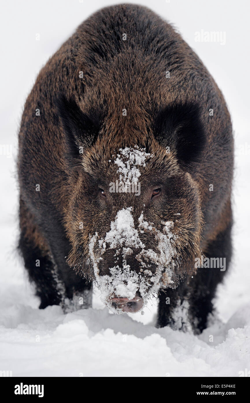 European Wild Boar or Common Wild Boar (Sus scrofa scrofa) in winter, North Rhine-Westphalia, Germany Stock Photo