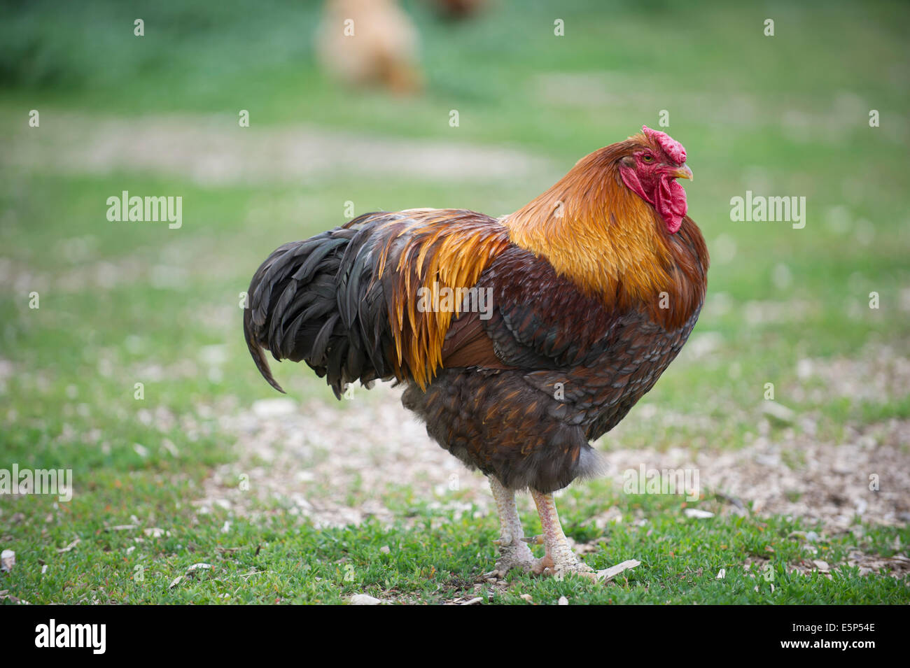 Gold Lace Wyandotte Cross rooster Stock Photo - Alamy