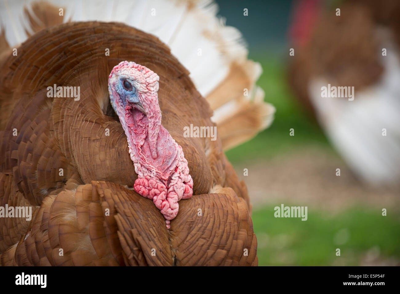 Turkey bird fowl hi-res stock photography and images - Page 3 - Alamy