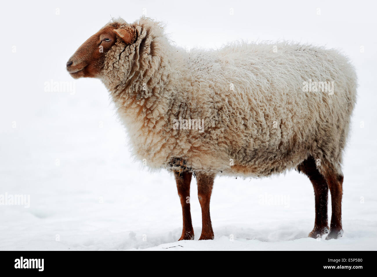 Coburg Fox Sheep (Ovis orientalis aries) in winter, North Rhine-Westphalia, Germany Stock Photo
