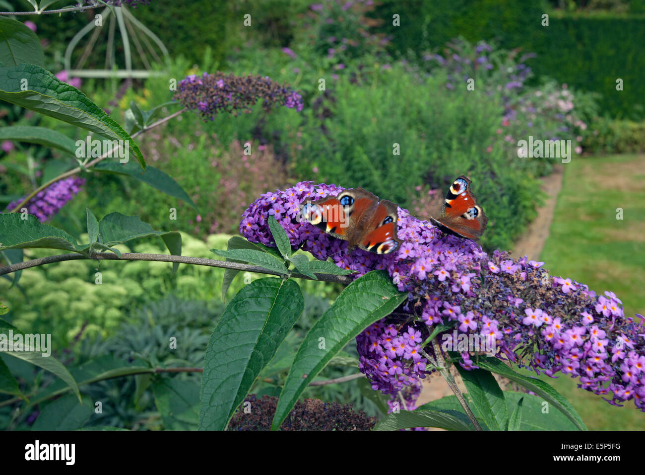 Two Peacock Butterflies Inachis io on garden buddeia Stock Photo