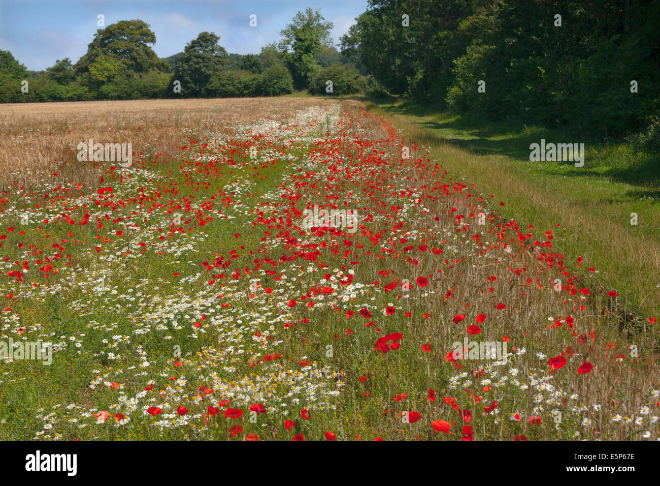 Field Poppies Papaver rhoeas and arable weeds in organic barley crop Norfolk Field UK July Stock Photo