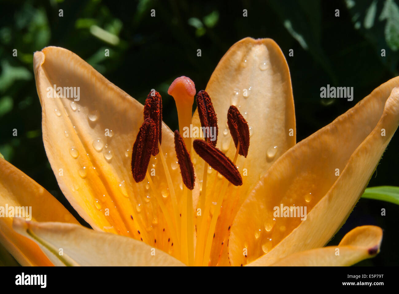 Pistil, anther, stigma style and stamen detail on lily blossom Stock Photo