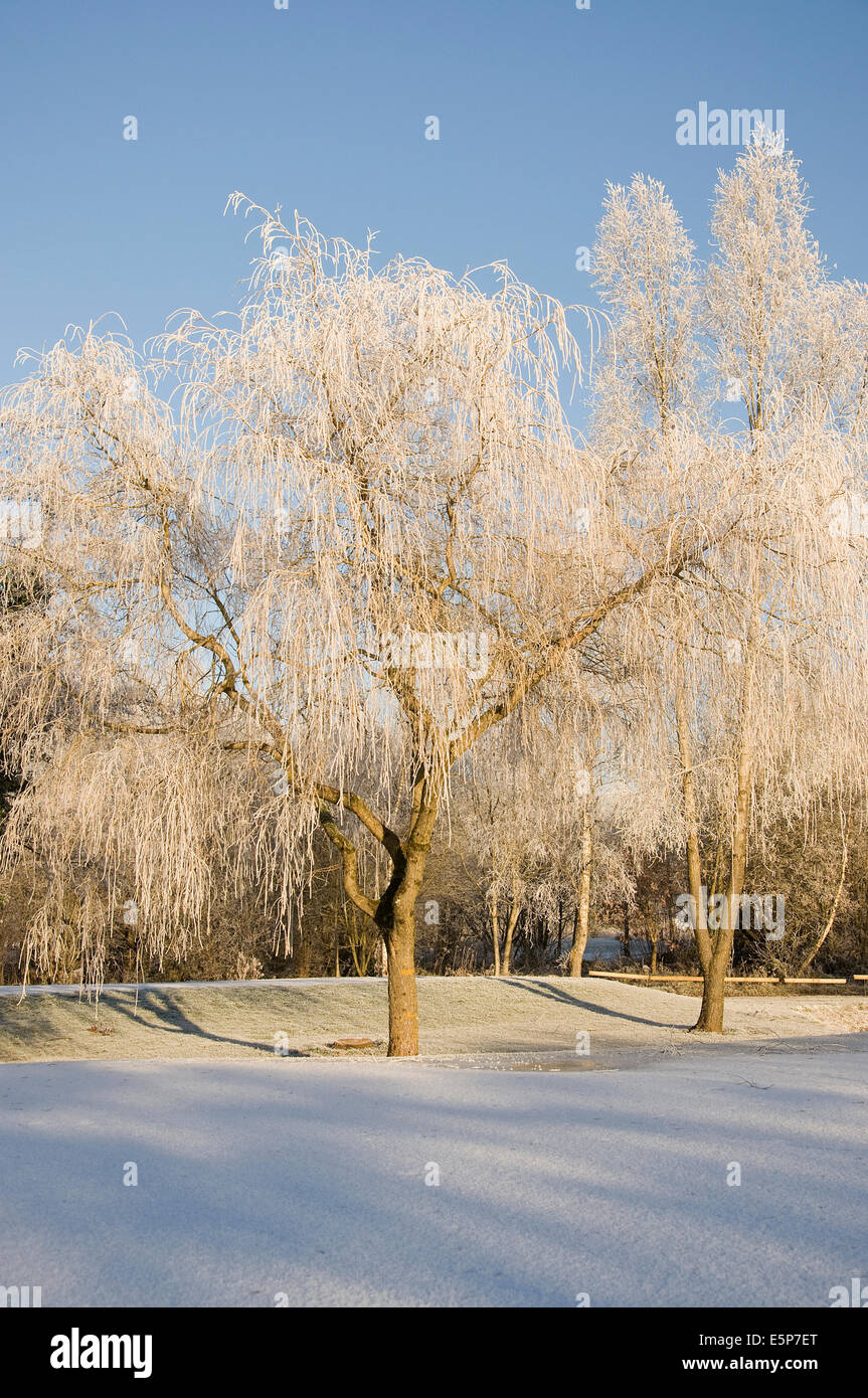Trees in Winter snow portrait Stock Photo - Alamy