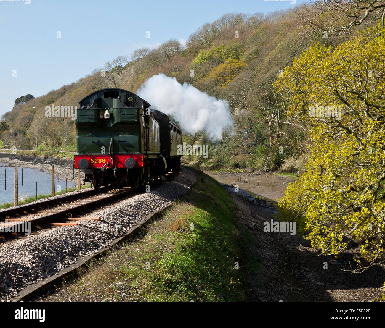 Steam locomotive travelling tender first along the South Devon Railway at Kingswear. Stock Photo