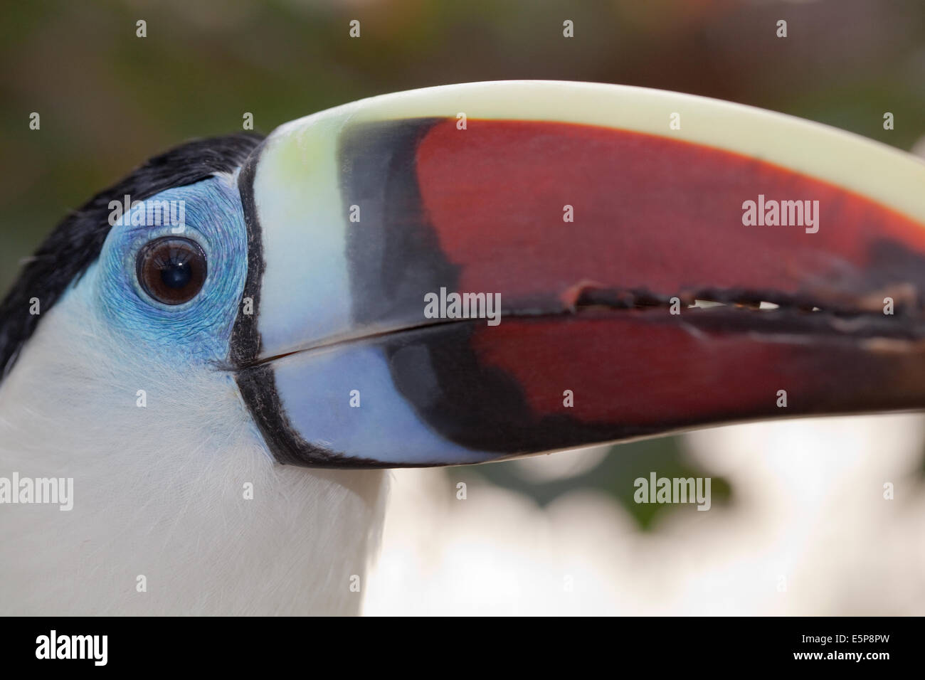 Red-billed, White-throated, or Cuvier's Toucan (Ramphastos tucanus). Stock Photo