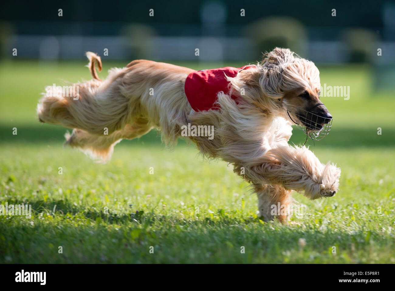 Dog racing in coursing competition Stock Photo Alamy