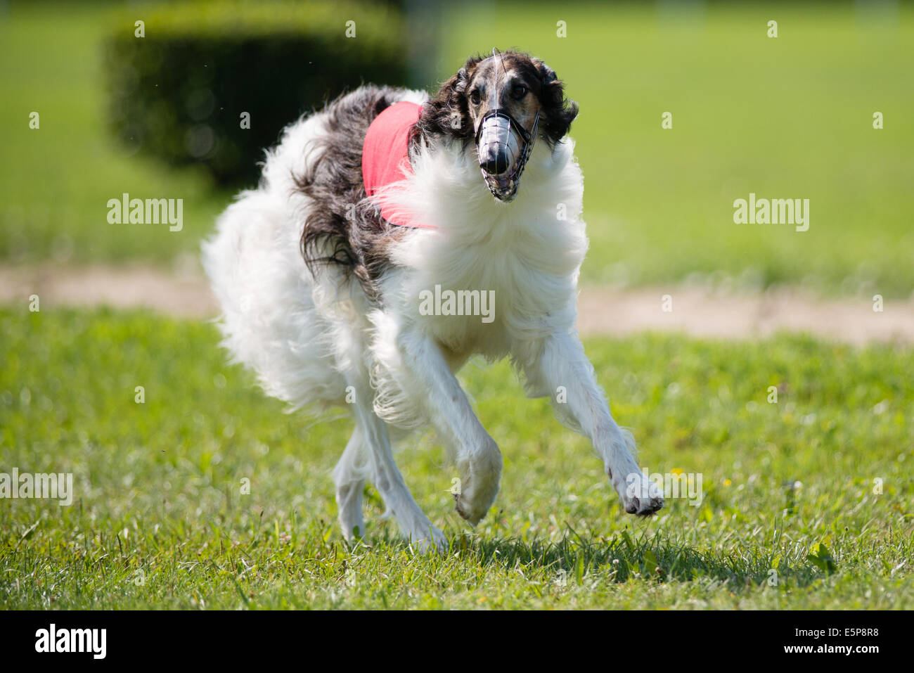 Dog racing in coursing competition Stock Photo