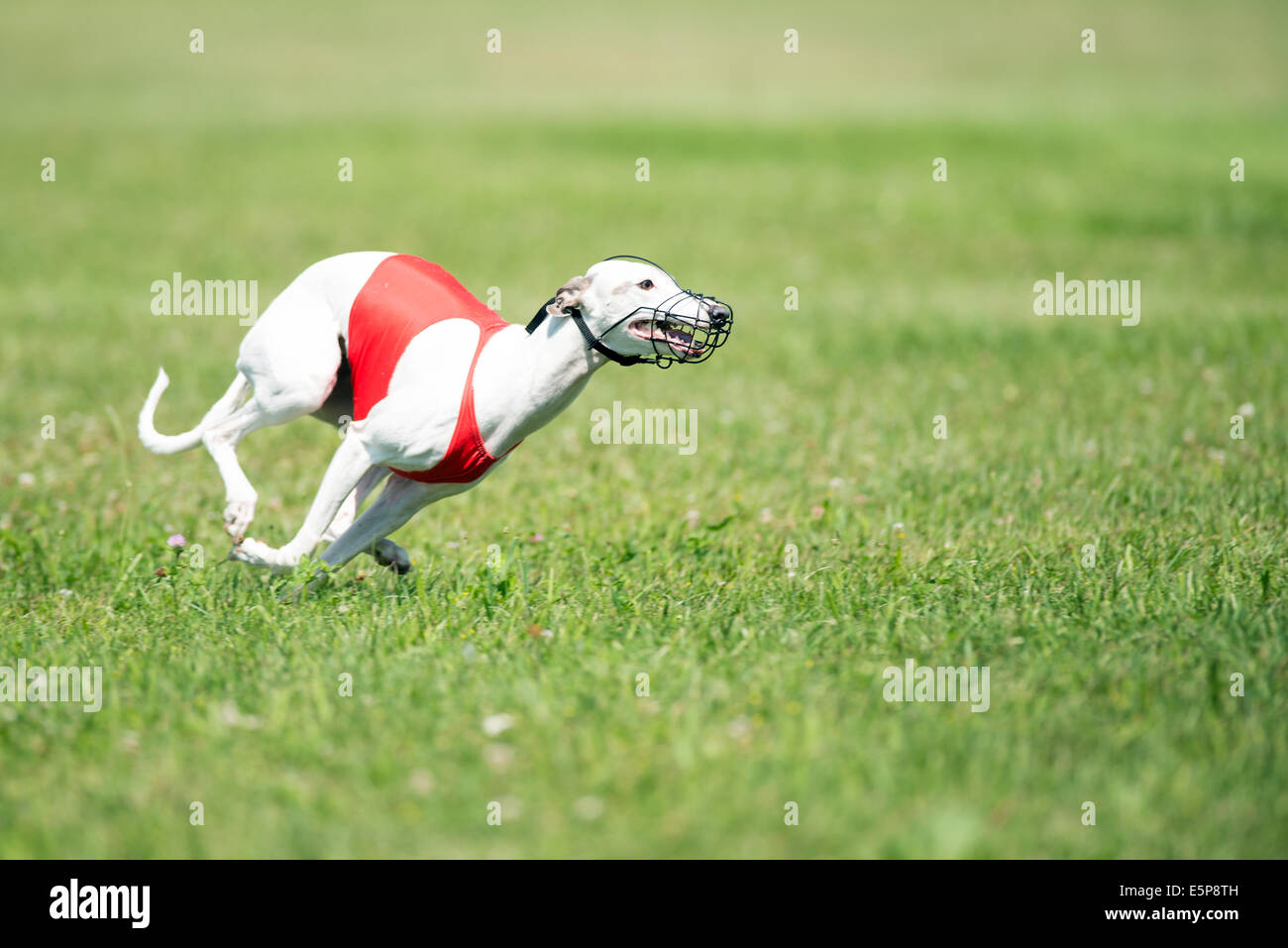 Dog racing in coursing competition Stock Photo Alamy