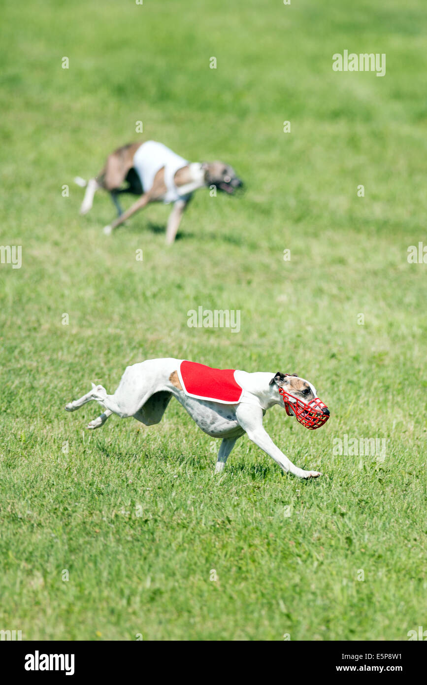 Dogs racing in coursing competition Stock Photo - Alamy