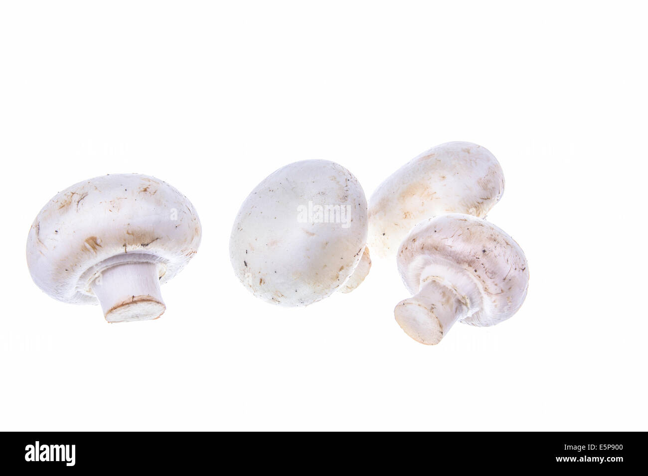 raw types of champignon mushrooms isolated on white background; four ...
