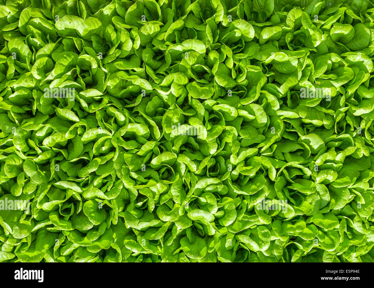 green leaf background Stock Photo