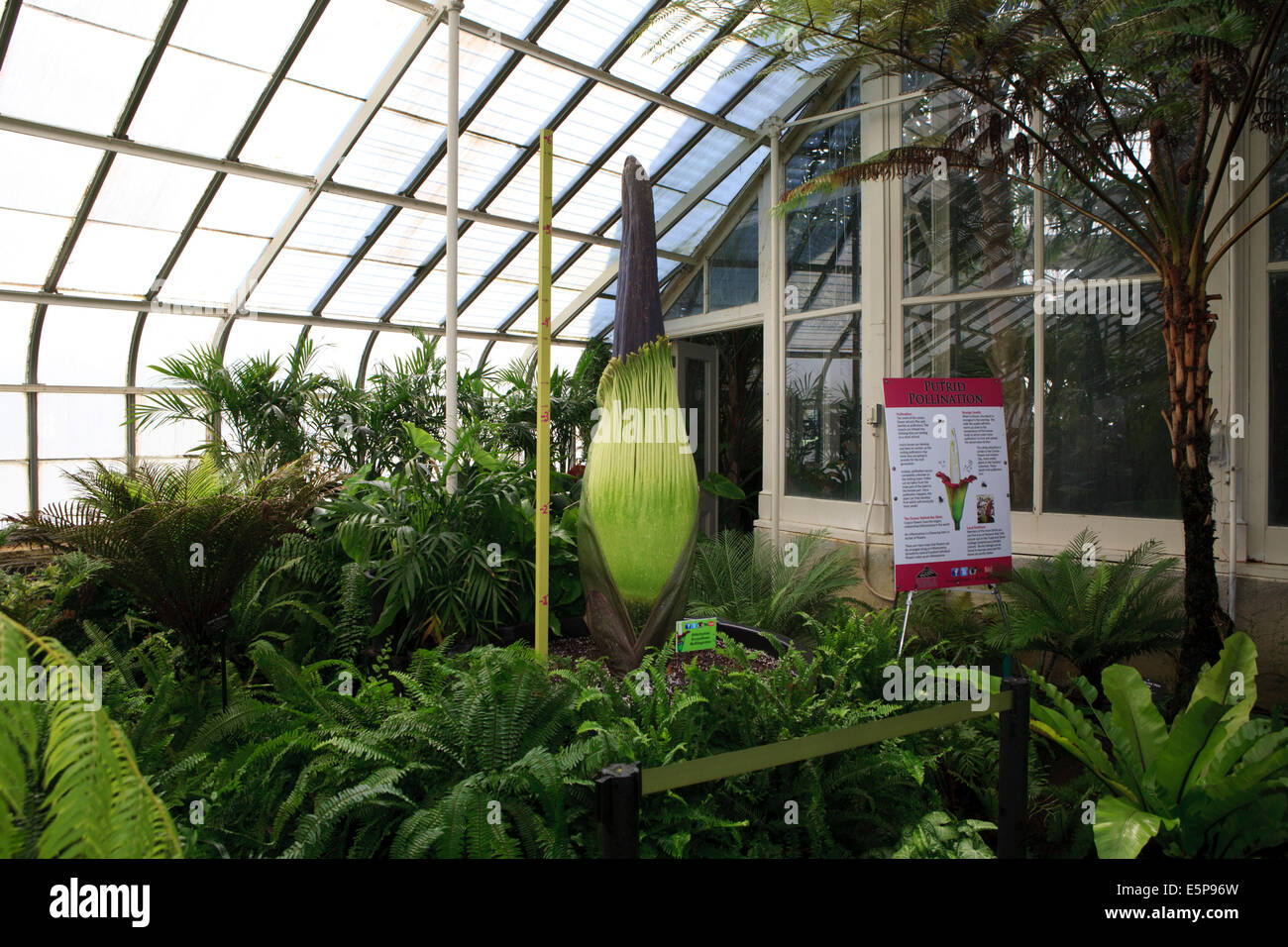Unopened bud of the corpse flower or titan arum (Amorphophallus titanum), at the Buffalo Botanical Gardens, prior to blooming. Stock Photo