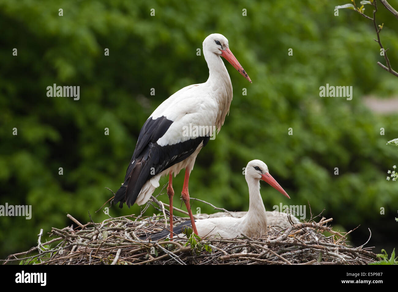 White Stork (Ciconia ciconia). Breeding pair, female sitting on nest. Note recent addition of green foliage on nest rim. Stock Photo