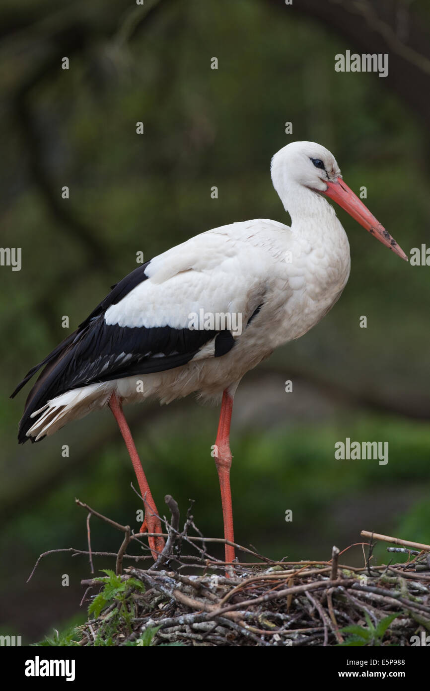 White Stork (Ciconia ciconia). Standing over the nest. Relaxed bird resting with weight on one leg. Stock Photo