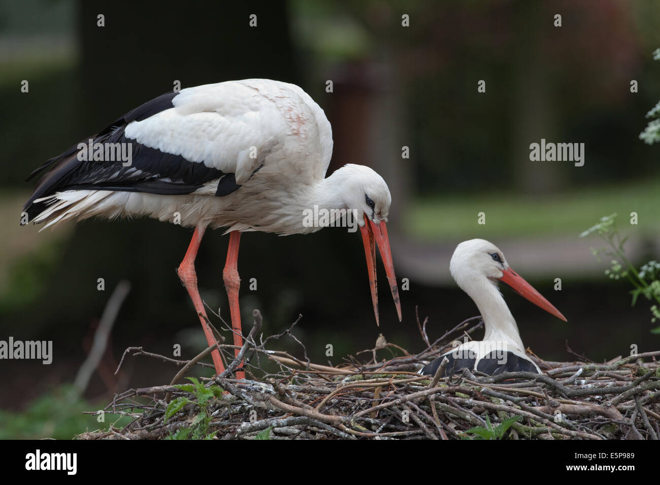 White Storks (Ciconia ciconia). Nesting pair. Male, standing left, regurgitating a pellet onto side of nest. Stock Photo