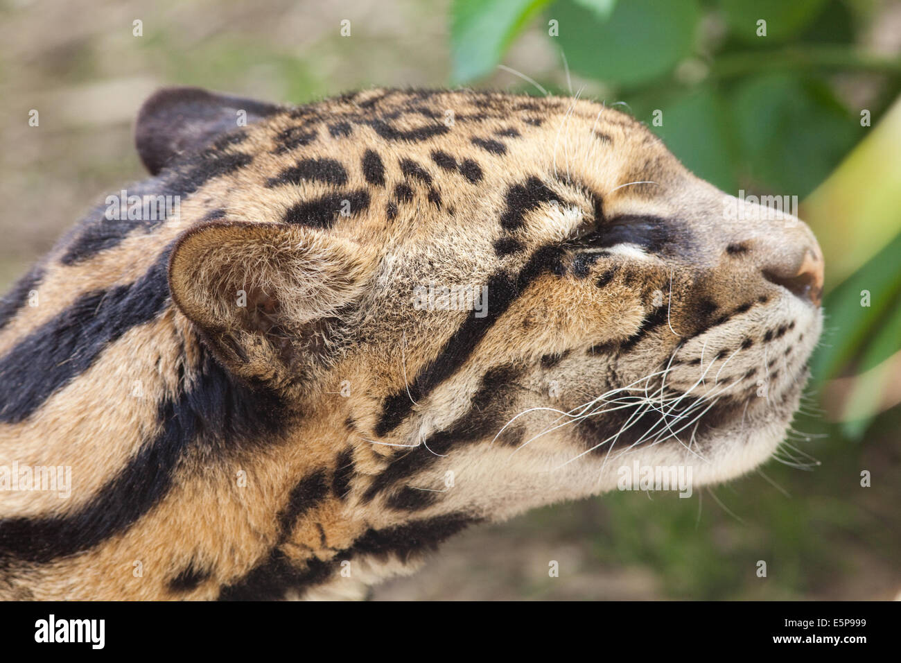 Clouded Leopard (Neofelis nebulosa). Head, side view. Using nose, sensing smells in the area. Stock Photo