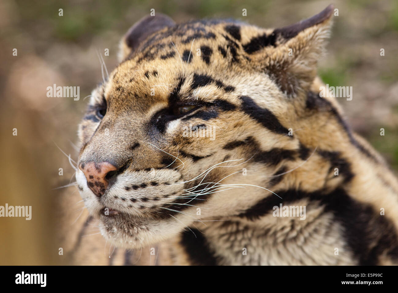 Clouded Leopard (Neofelis nebulosa). Head. Using nose, sensing smells, taking in scents. Stock Photo