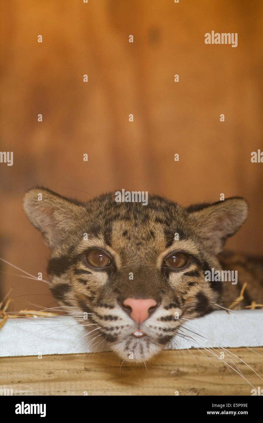 Clouded Leopard (Neofelis nebulosa). Resting chin on nest box door frame. Well grown cub. Portrait. Stock Photo