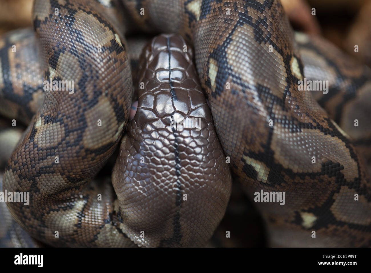Reticulated Python (Python reticulatus). Head of a young snake Stock ...