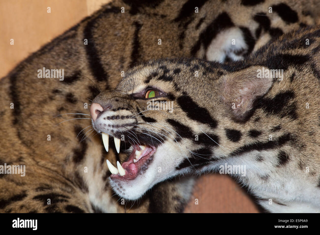 Clouded Leopard (Neofelis nebulosa). Threat. Grimace. For animals of their size, they have the longest canine teeth of any felid Stock Photo