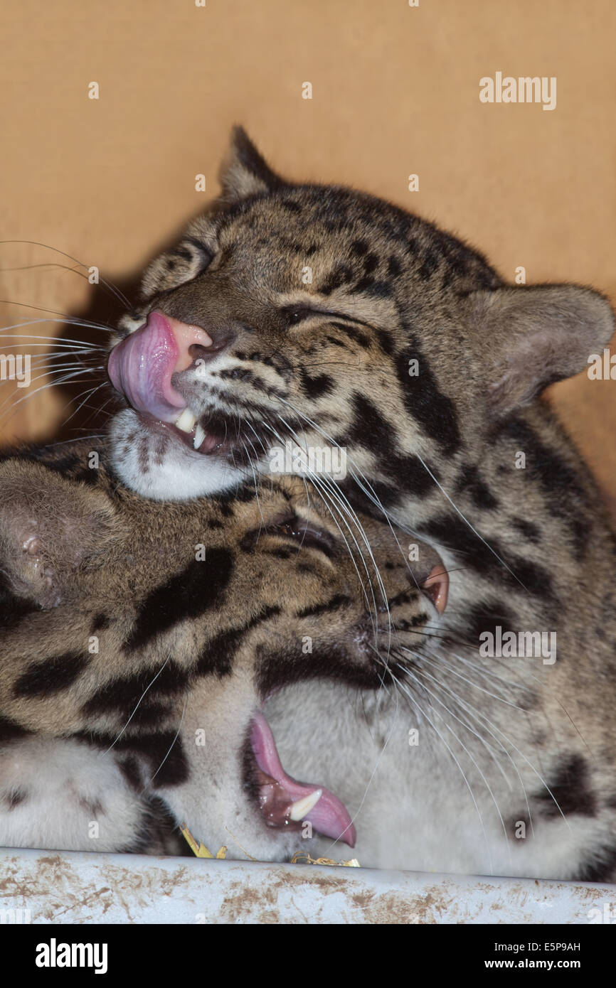 Clouded Leopards (Neofelis nebulosa).  Relaxed, yawning cats. Stock Photo