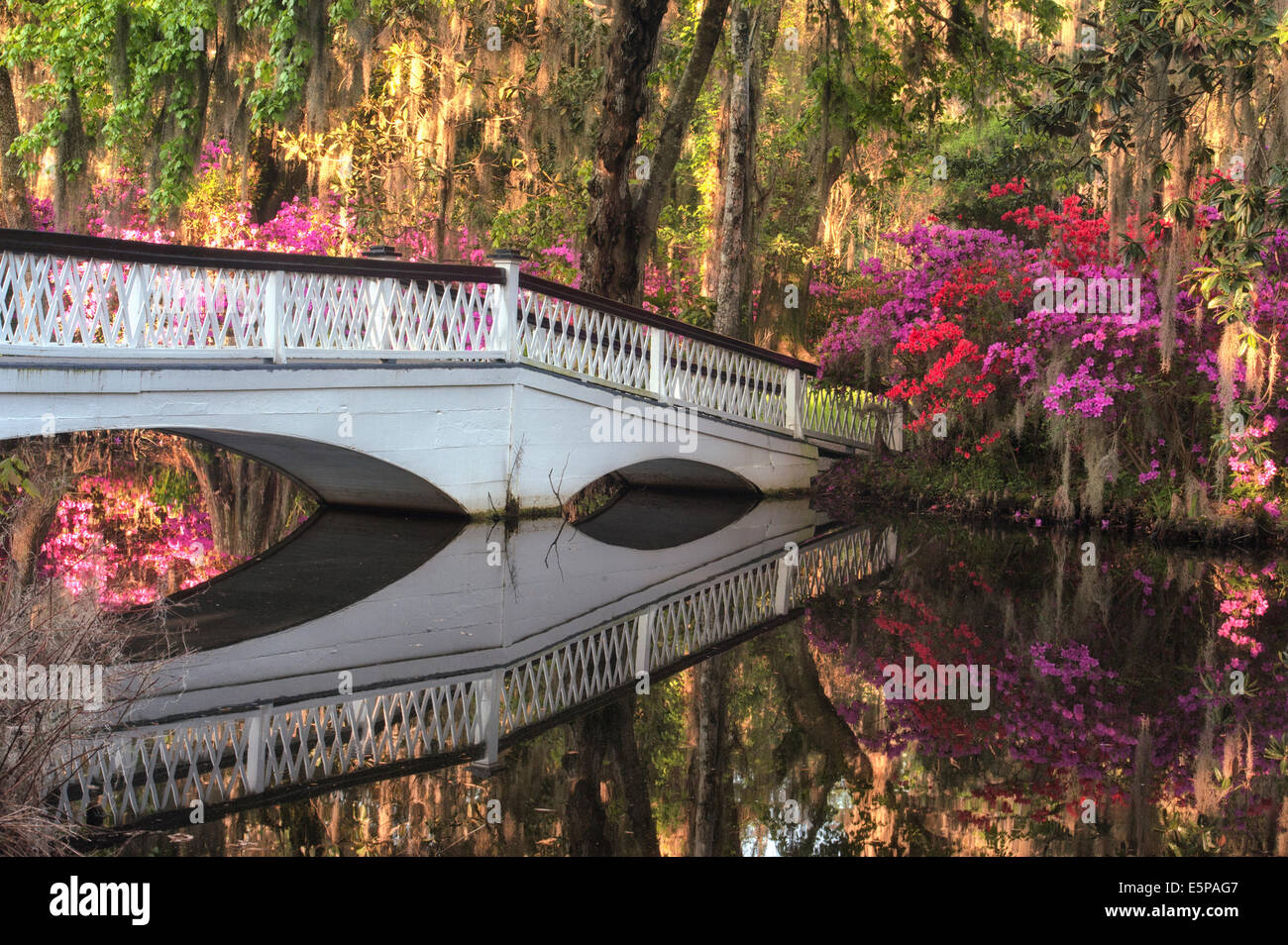 White Bridge leads the eye toa  beautiful bower of flowers and reflections of the flowers in water. Stock Photo