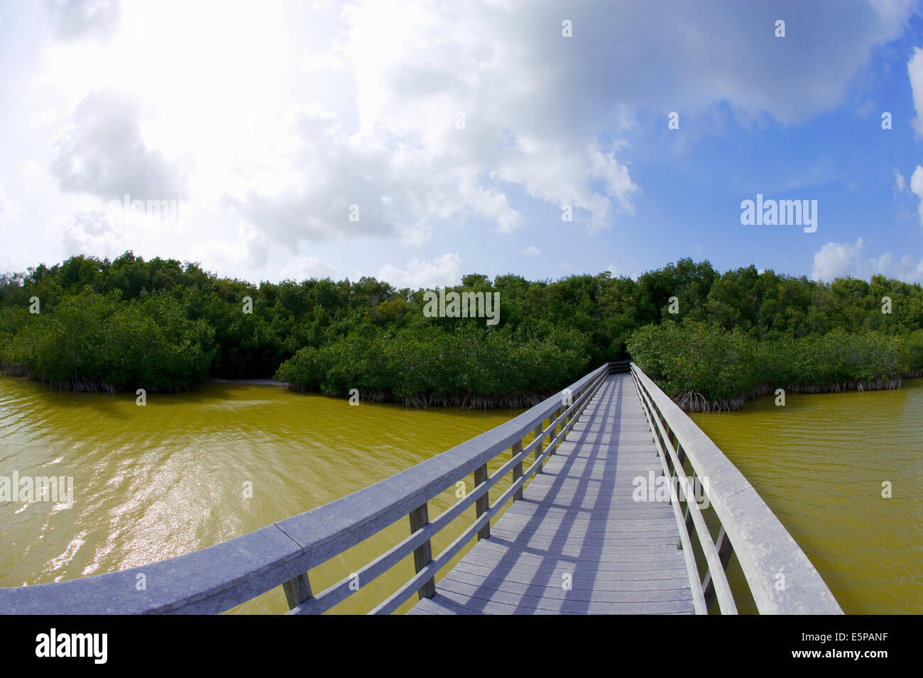 pathway over swamp Stock Photo