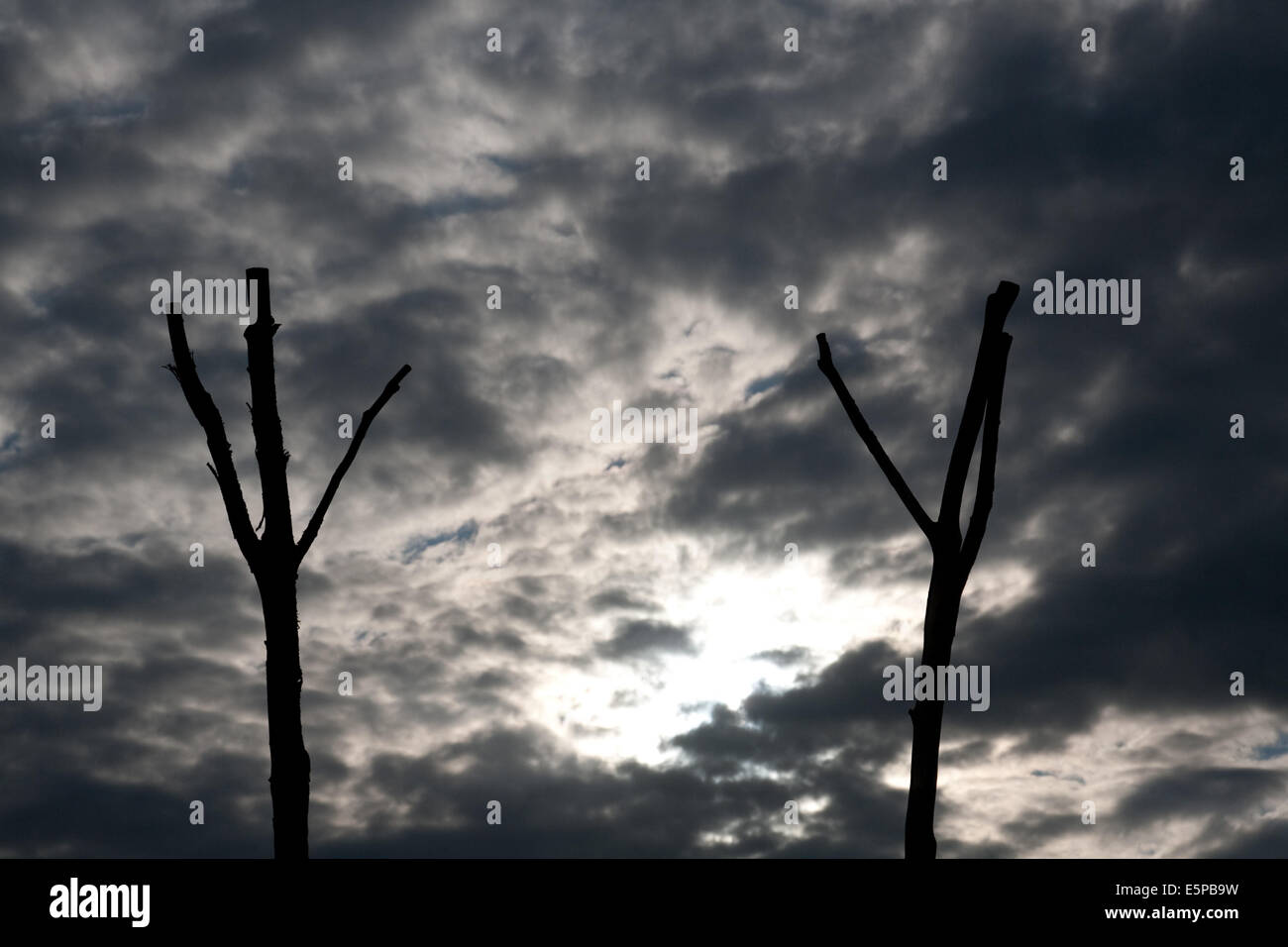 Alrewas, Staffordshire, UK. 4th Aug, 2014. Dead tree forming part of the WW1 Gallipoli memorial at the National Memorial Arboretum, Alrewas, Staffordshire. There is a total of nine trees, each representing a country that was involved in the campaign. The branches represent the hands of fallen soldiers. Credit:  Richard Franklin/Alamy Live News Stock Photo