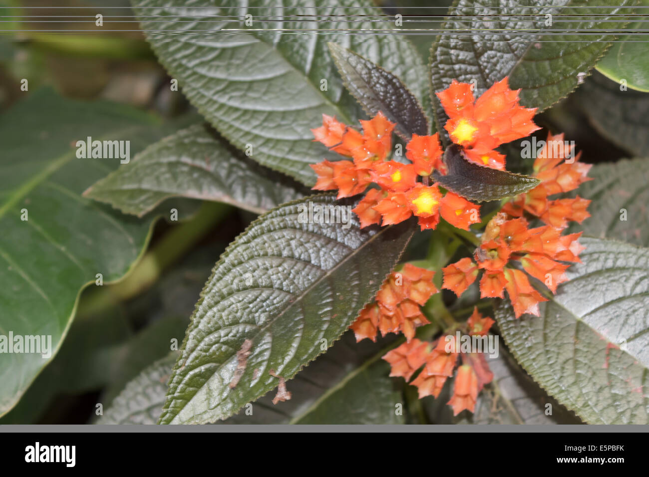 Orange flower field hi-res stock photography and images - Alamy
