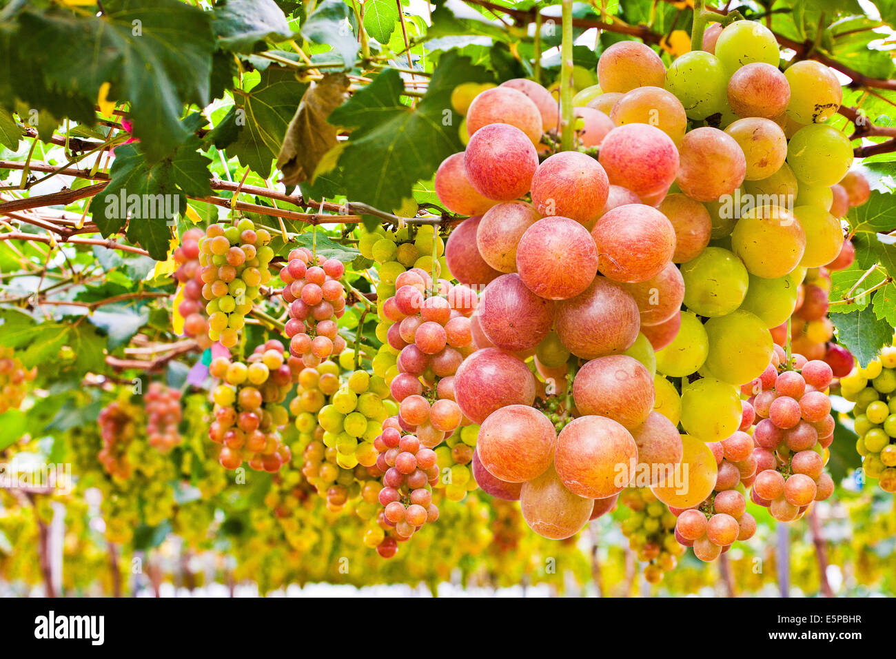 Grapes isolated and in the garden Stock Photo - Alamy