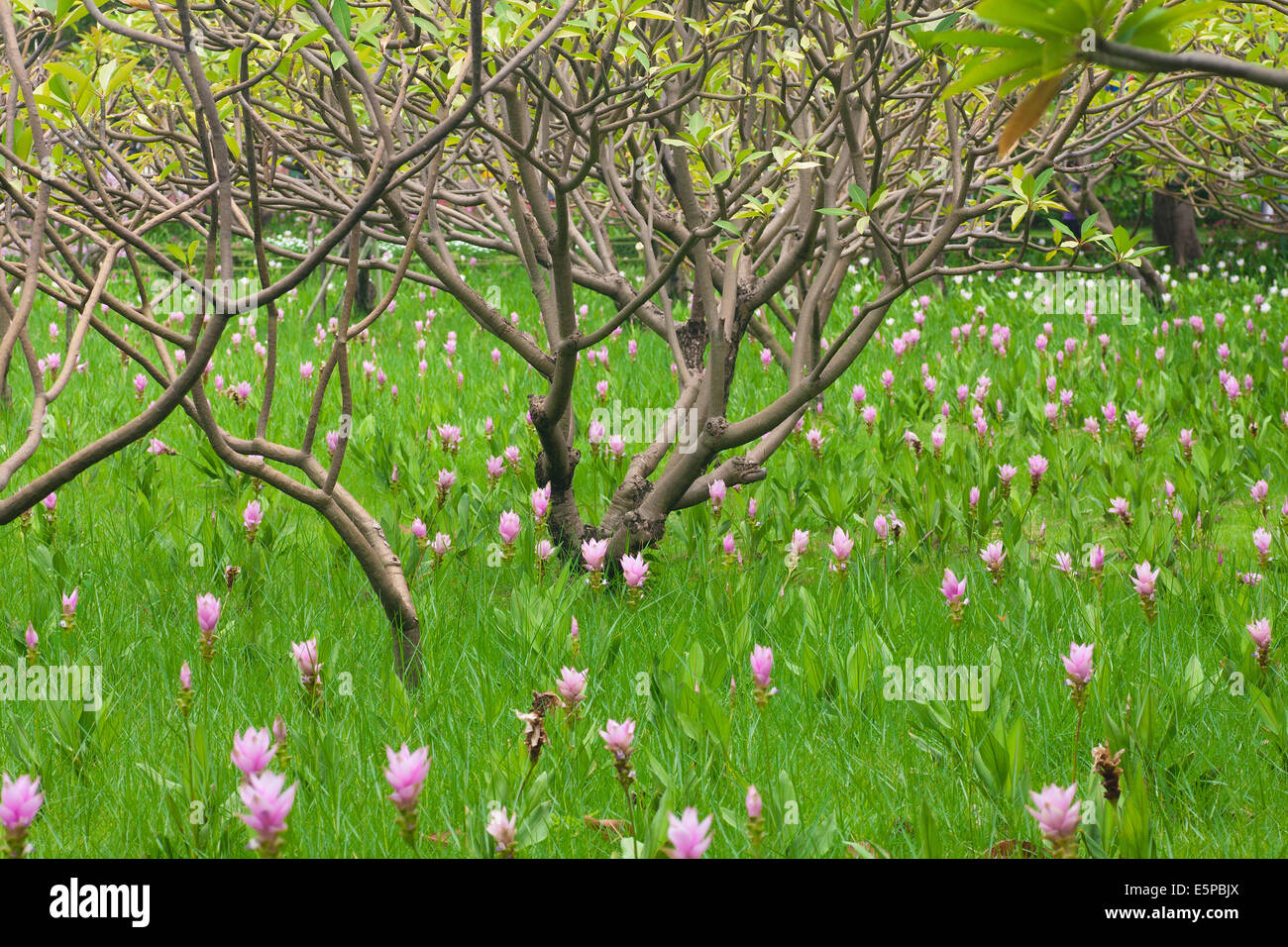 Lily Thai Flowers plant Stock Photo - Alamy