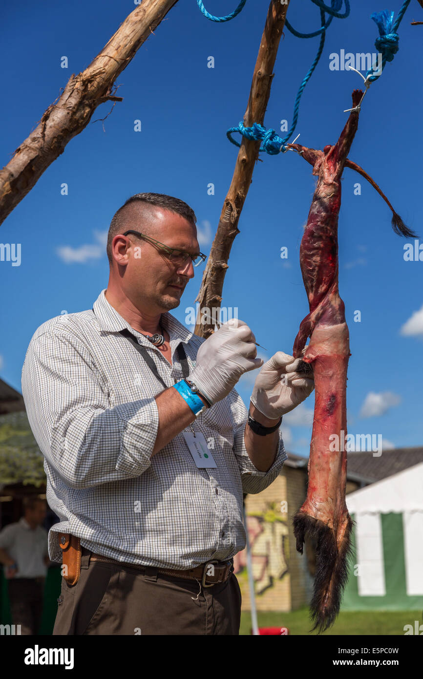 Man skinning a mink (Mustela lutreola), Funen Agricultural show, Odense, Denmark Stock Photo