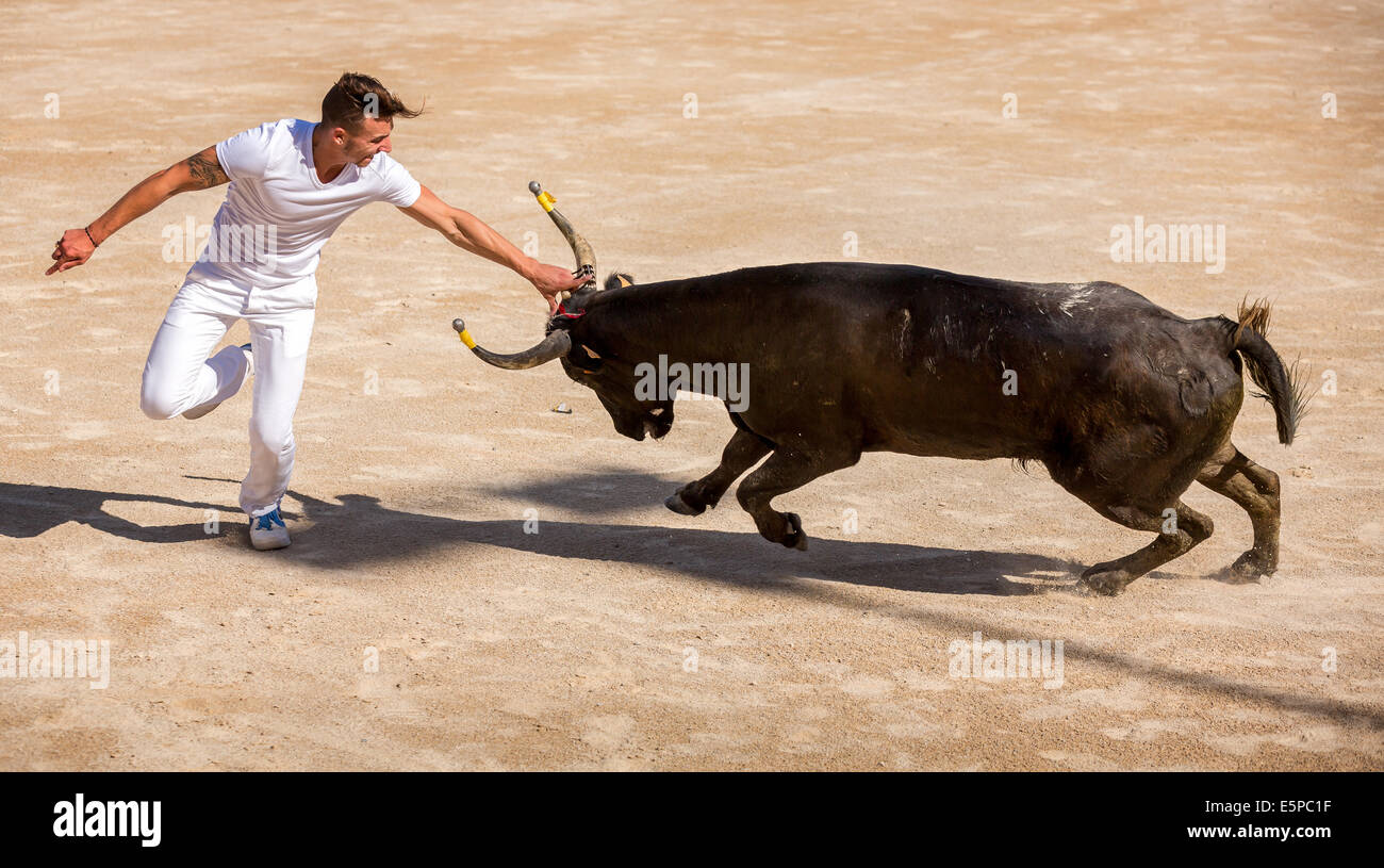 A bullfighter tries to remove the rosette, tassels and strings from the head of a Camargue bull, Arles, France Stock Photo