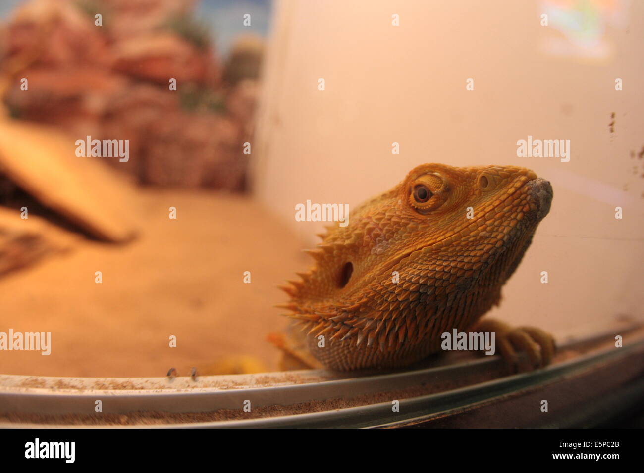 Pet bearded dragon Stock Photo Alamy