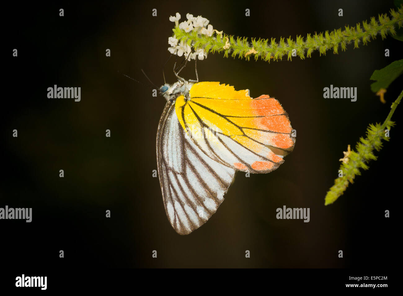 Butterfly in the nature Stock Photo - Alamy