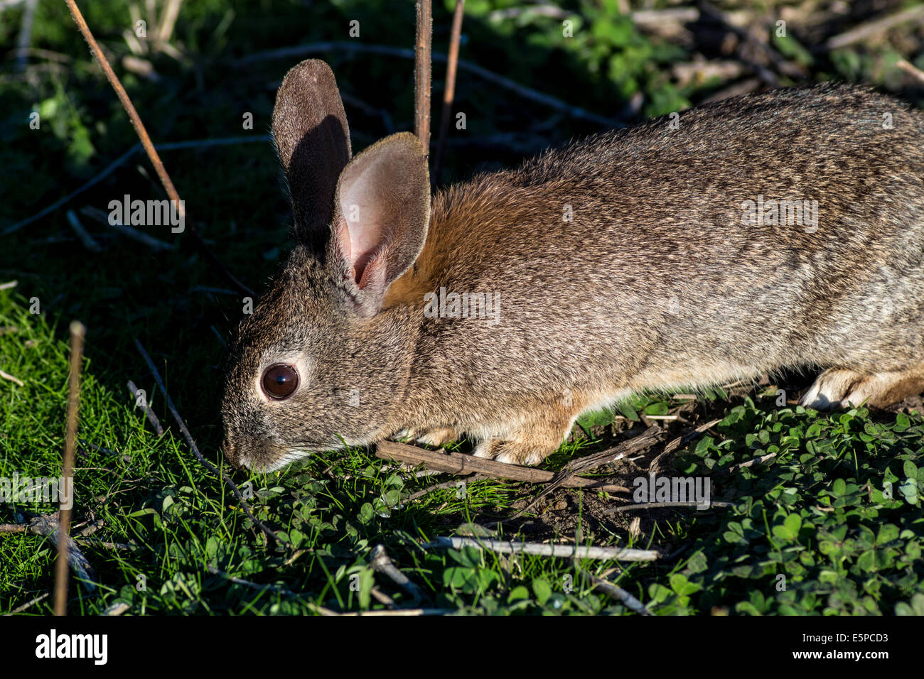 Brush Rabbit Stock Photo