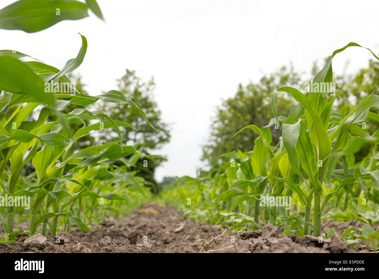 Corn field with young corn maize plants in spring, Cornfield crop Stock ...
