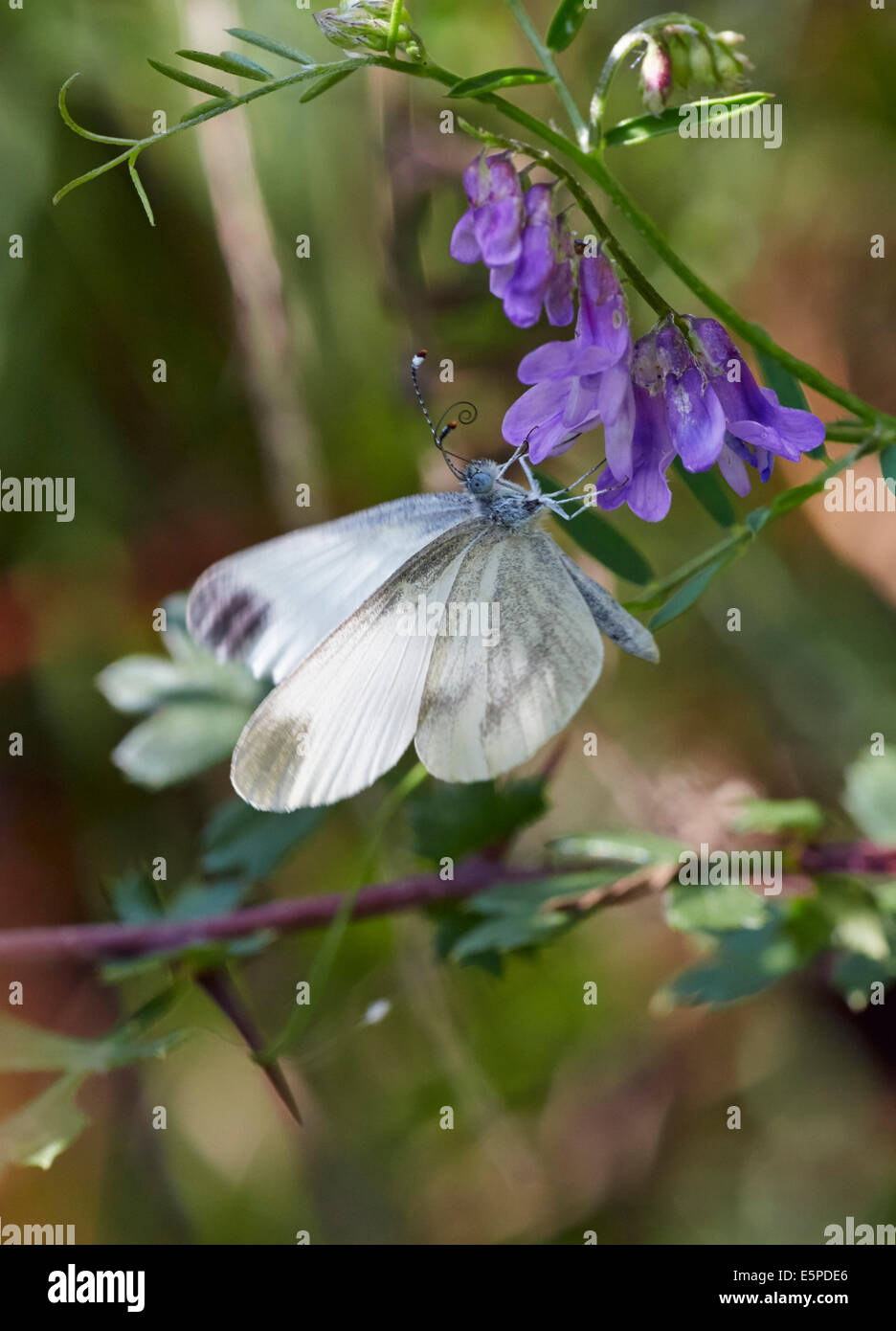 Wood White butterfly on tufted vetch flower. Oaken Wood, Chiddingfold, Surrey, England. Stock Photo