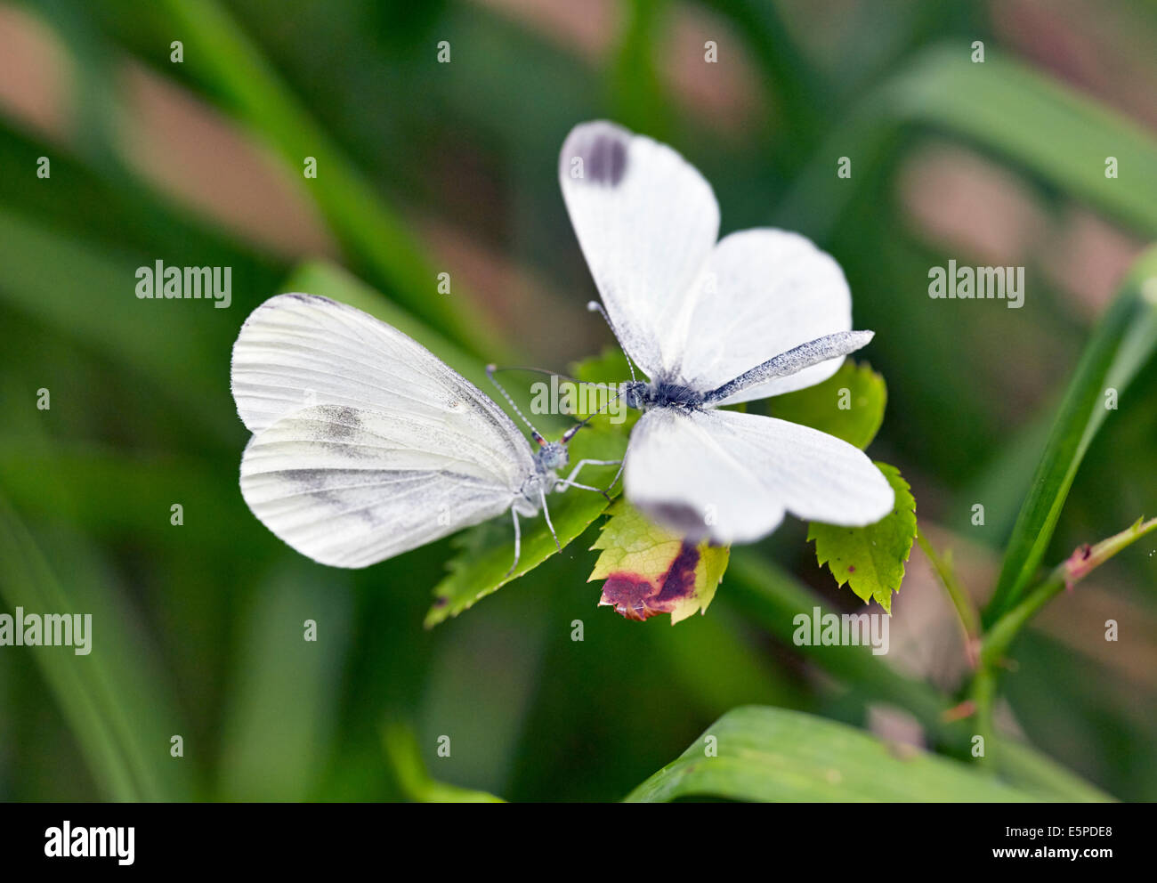 Courtship ritual of Wood White butterflies. Oaken Wood, Chiddingfold, Surrey, England. Stock Photo