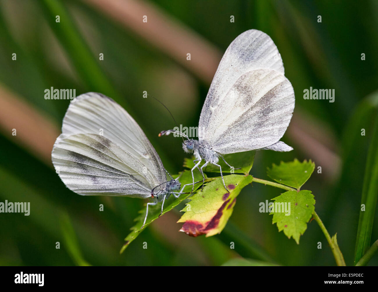 Courtship ritual of Wood White butterflies. Oaken Wood, Chiddingfold, Surrey, England. Stock Photo