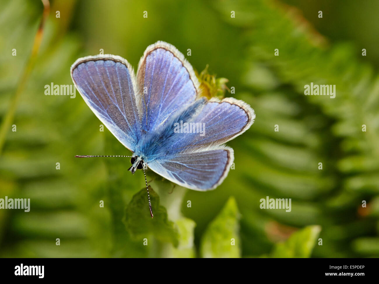 Common Blue butterfly (male).  Oaken Wood, Chiddingfold, Surrey, England. Stock Photo