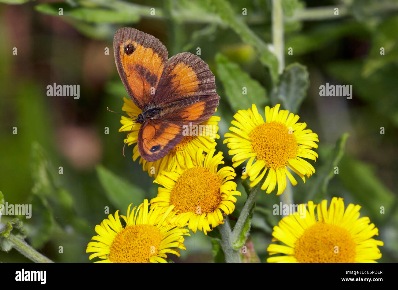 Gatekeeper butterfly on common fleabane.  Oaken Wood, Chiddingfold, Surrey, England. Stock Photo